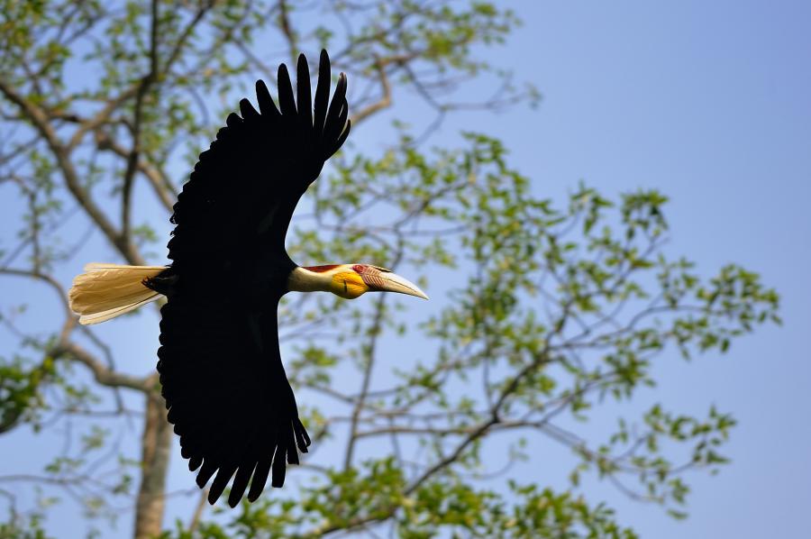 Hornbill Khao Yai - Thailand’s oldest national park – a birder’s paradise